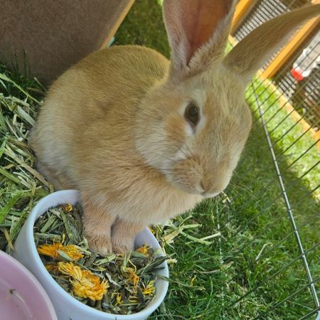Missing Unknown - Other Rabbits in Houghton Regis