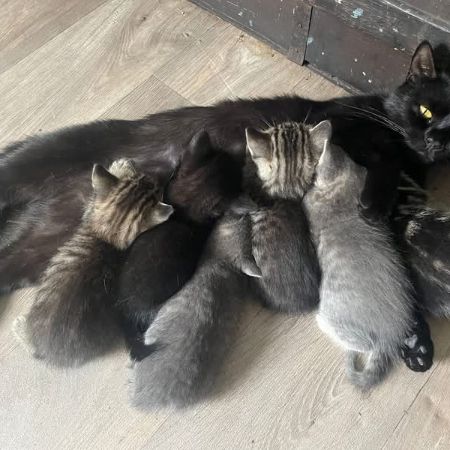 Missing British Short Hair Cats in Cheddar
