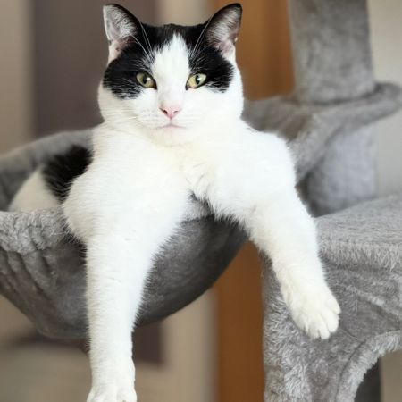 Missing Domestic Short Hair Cats in Wellesbourne