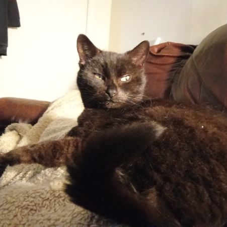 Missing British Short Hair Cats in North Shields