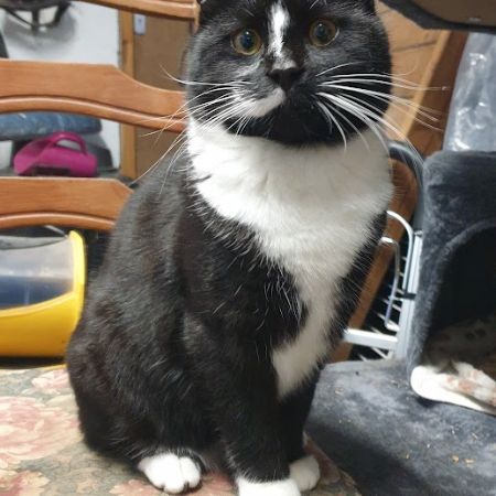 Missing Unknown - Other Cats in Hucknall