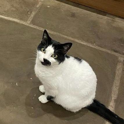 Missing Domestic Short Hair Cats in Sowerby Bridge