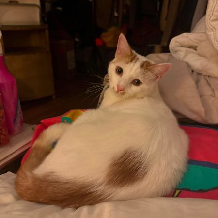 Missing British Short Hair Cats in Penarth