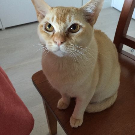 Missing Burmese Cats in Dulwich Village
