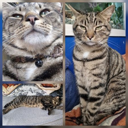 Missing Mixed Breed Cats in Preston