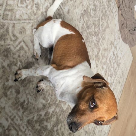 Missing Jack Russell Dogs in Petersfield 