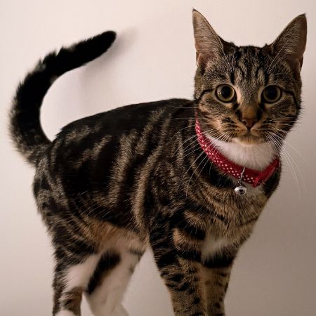Missing British Short Hair Cats in Plaistow