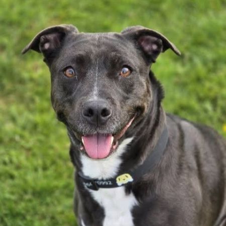 Missing Unknown - Other Dogs in Birmingham
