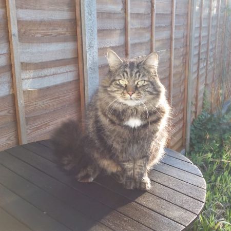 Missing Unknown - Other Cats in Gants Hill