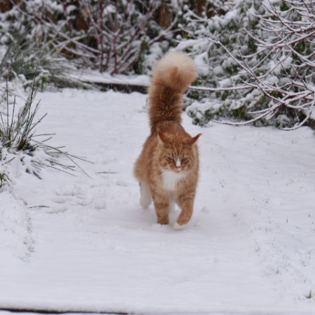 Missing Maine Coon Cats in Ramsgill