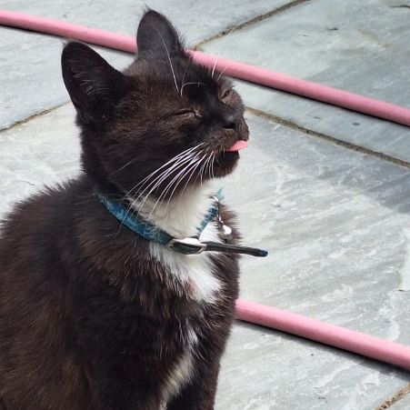 Missing British Short Hair Cats in Sheldon