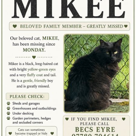 Missing Domestic Short Hair Cats in Chobham