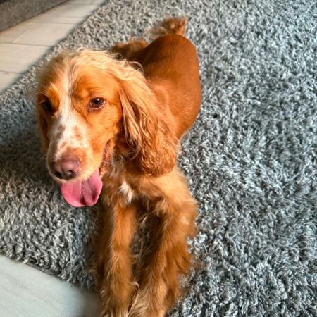 Missing Spaniel Dogs in East Belfast 