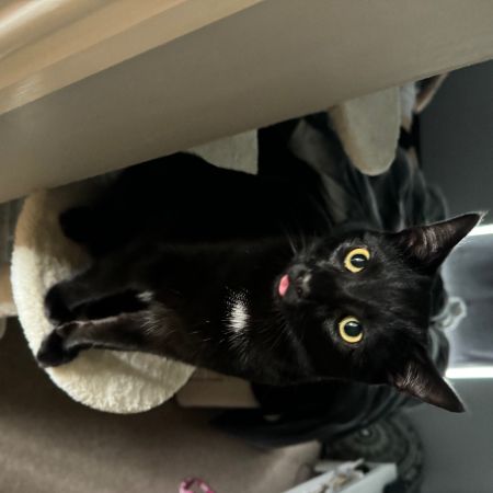 Missing Unknown - Other Cats in Sittingbourne 