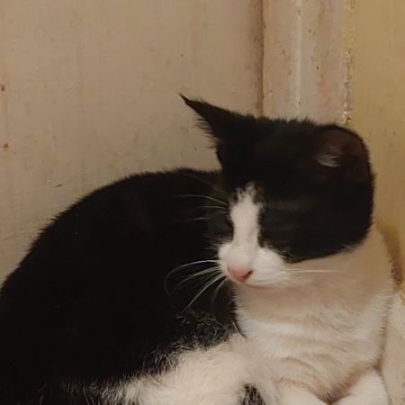 Missing Unknown - Other Cats in Liverpool Toxeth