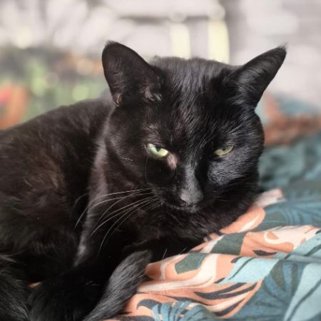 Missing Mixed Breed Cats in Stourport