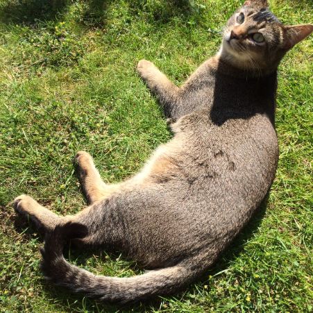 Missing Abyssinian Cats in Grundisburgh 