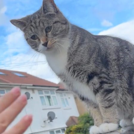 Missing Tabby Cats in Bedfont 