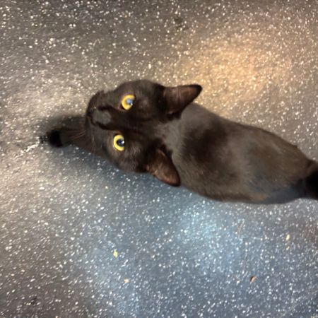 Missing Moggy Cats in Lee