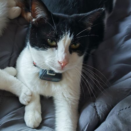Missing Domestic Short Hair Cats in Amesbury