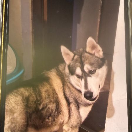 Missing Husky Dogs in Smethwick/birmingham