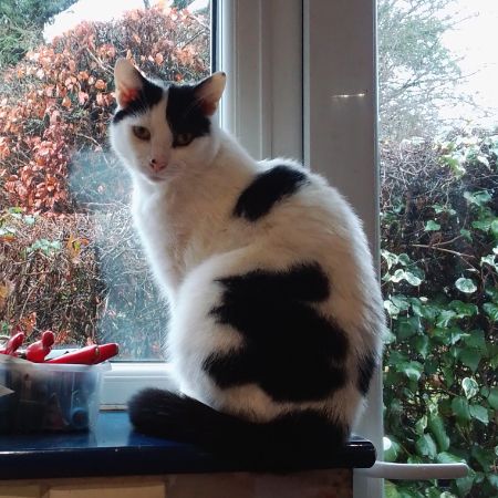Missing British Short Hair Cats in Herstmonceux
