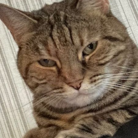 Missing Domestic Short Hair Cats in Lowestoft 