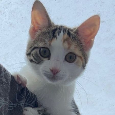 Missing Tortoiseshell Cats in North Tawton 
