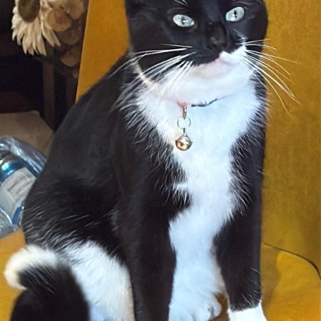 Missing Domestic Short Hair Cats in Wolverhampton