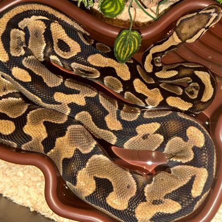 Missing Python Snakes in Netherley 