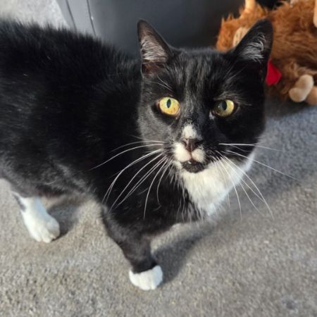Missing Domestic Short Hair Cats in Eckington (Derbyshire) 
