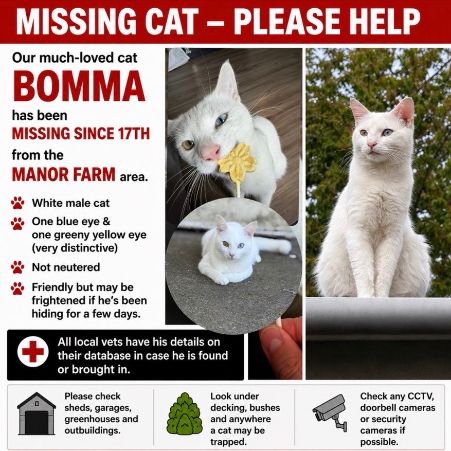 Missing Unknown - Other Cats in Horfield