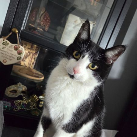 Missing Moggy Cats in Waltham Abbey