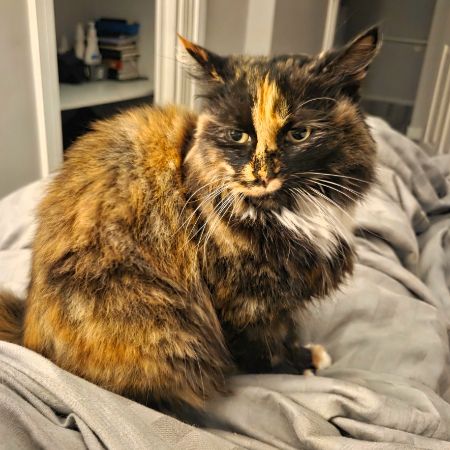 Missing Moggy Cats in Waltham Abbey