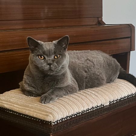 Missing British Short Hair Cats in London