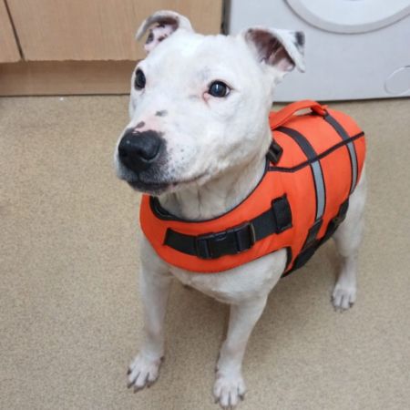 Missing Terrier Dogs in Bromley