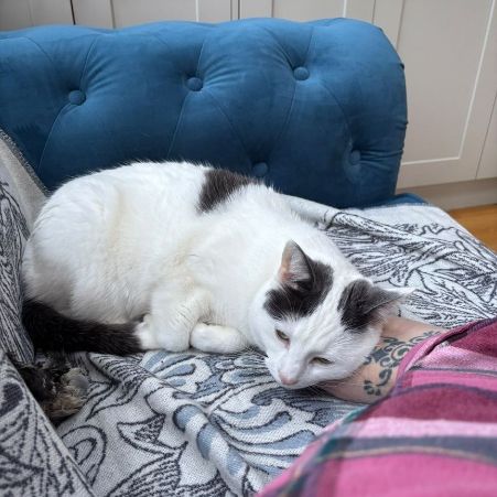 Missing Moggy Cats in Nottingham