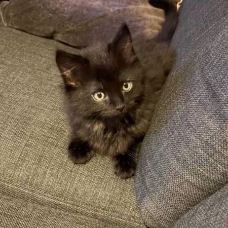 Missing Ragdoll Cats in Nuneaton