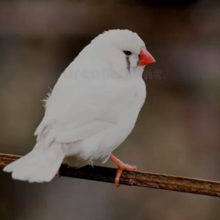 Missing Zebra Finch Birds in CAERPHILLY