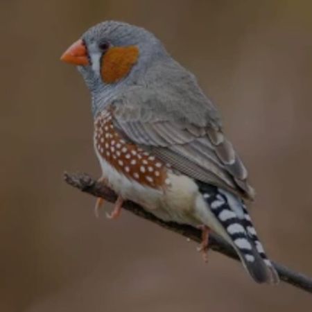 Missing Zebra Finch Birds in CAERPHILLY