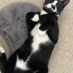 Missing British Short Hair Cats in WALTON-ON-THAMES