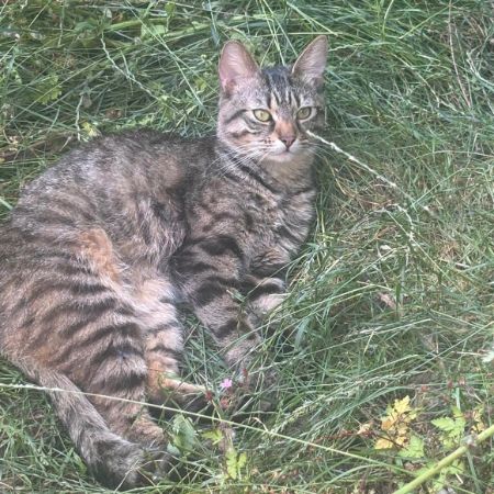 Missing Tabby Cats in Birmingham