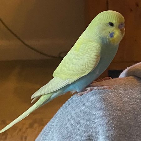 Missing Budgie Birds in Silsoe 
