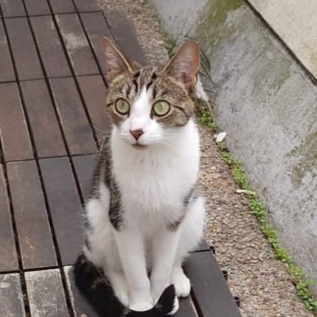 Missing Domestic Short Hair Cats in Bloomsbury/Russell Square 
