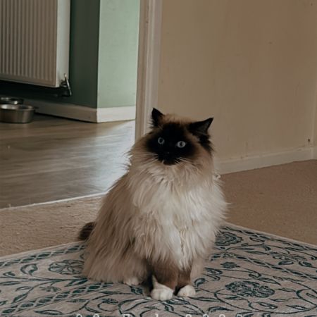 Missing Ragdoll Cats in Ledbury 