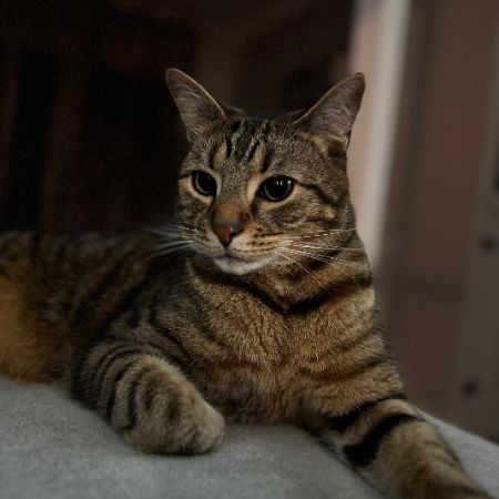 Missing Domestic Short Hair Cats in Beverley