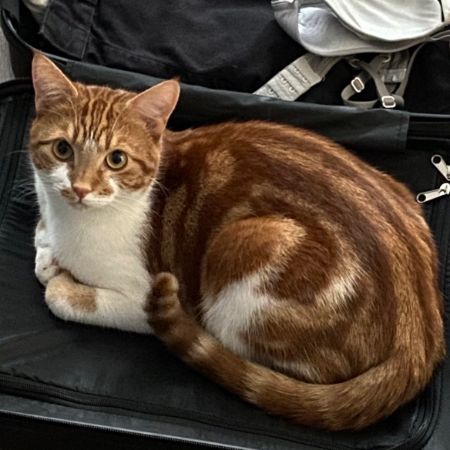 Missing Domestic Short Hair Cats in Longsight 
