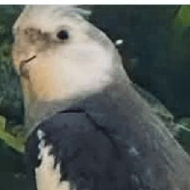 Missing Cockatiel Birds in Worksop 