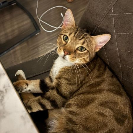 Missing Bengal Cats in Braintree