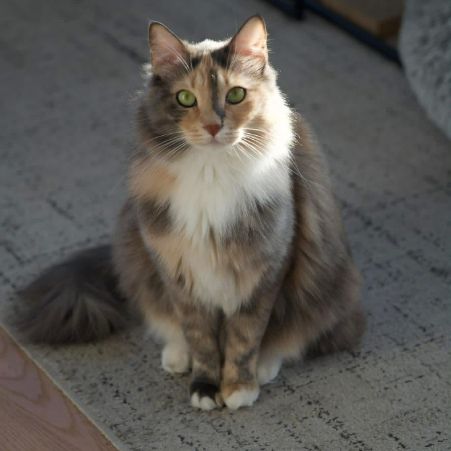 Missing Unknown - Other Cats in London
